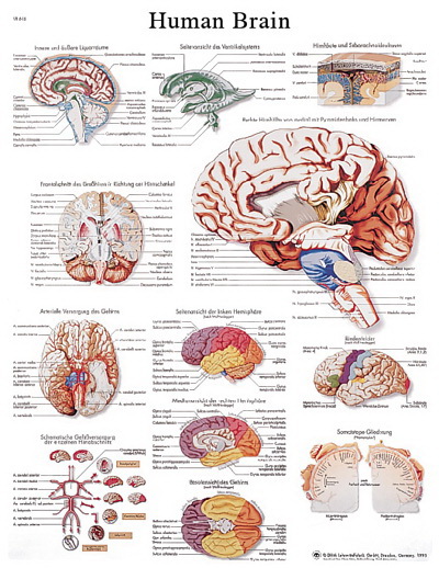Midsagittal Section Human Brain