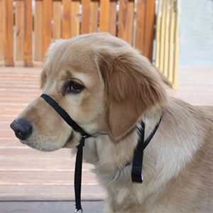 GOGO Dog Headcollar Gentle Control Training Collars, Nylon Head Collar No-pull Painless Head Lead collar for Dogs
