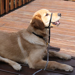 GOGO Dog Headcollar Gentle Control Training Collars, Nylon Head Collar No-pull Painless Head Lead collar for Dogs