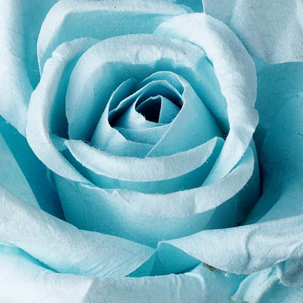 Elegance by Carbonneau Bq-9848-LtBlue Elegant Light Blue Rose BQ 9848