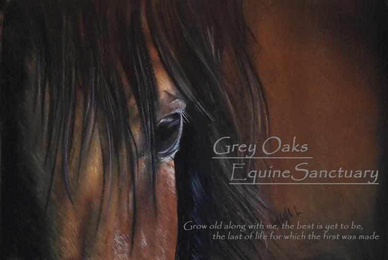 Grey Oaks Equine Sanctuary