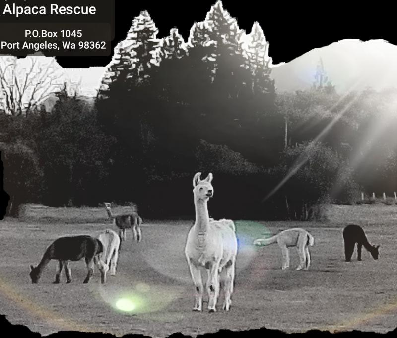 Olympic Peninsula Alpaca Rescue