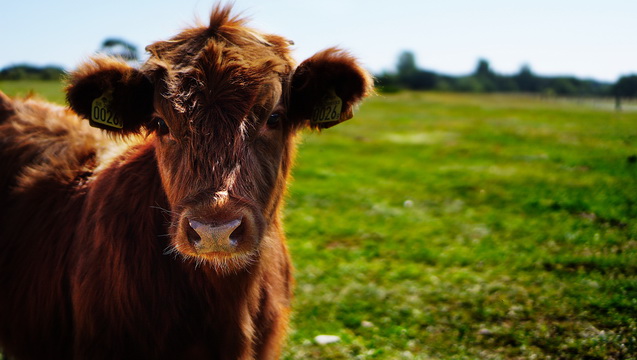 Morningside Farm Sanctuary