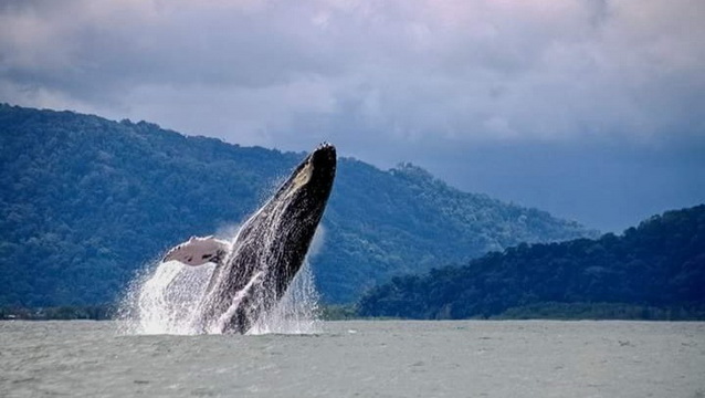 Save The Humpback Whales