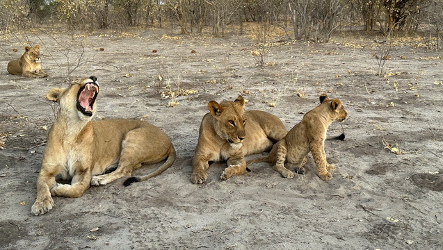 Botswana Wildlife Rescue