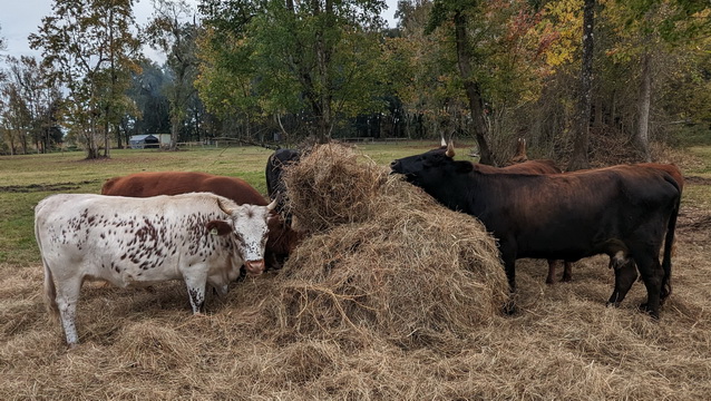 Hey we need Hay!  Your help keeps us warm &amp; full!