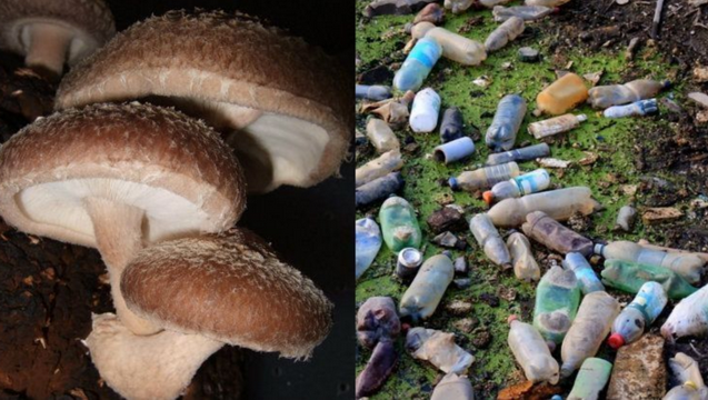 Plastic Eating Mushroom Research