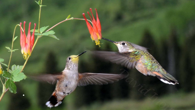 Hummingbird Banding Tools R&amp;D (Lee&s Tools)