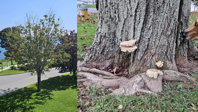 Chip in to save trees on the East Prom