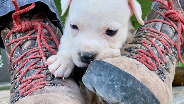 Help Rescue Stray Animals in the Big Bend