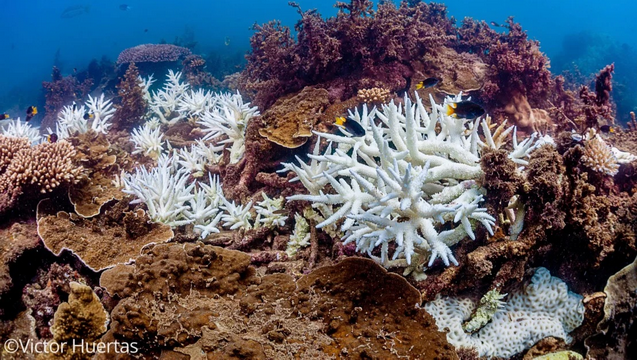 Contribute to Coral Reef Bleaching Research
