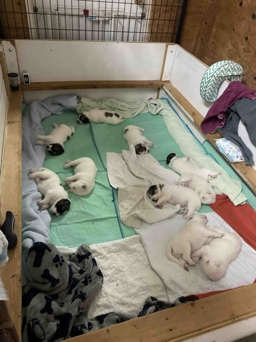 Please help us save 10 very sick rescue puppies!