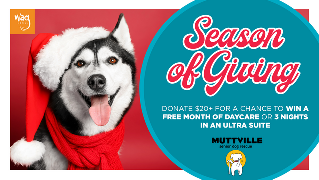 Season of Giving - Muttville Senior Dog Rescue