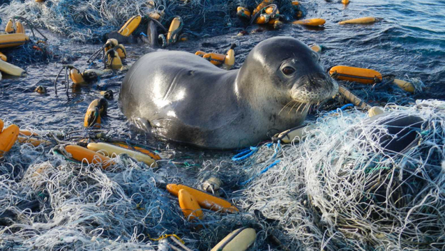 Trash &amp; Chemical Pollution in Our Oceans