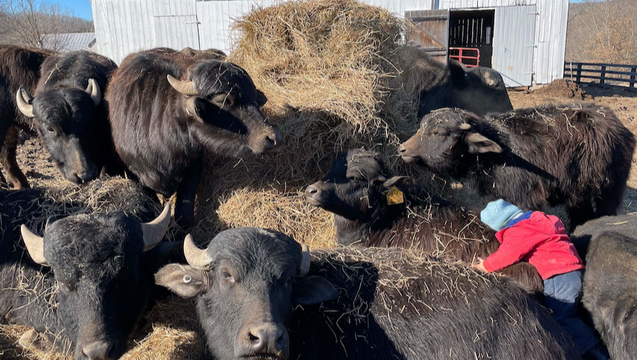 Help feed the water buffalo