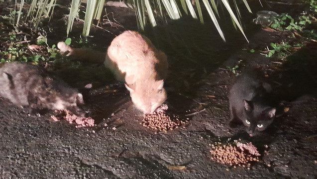 Feral cat colony food