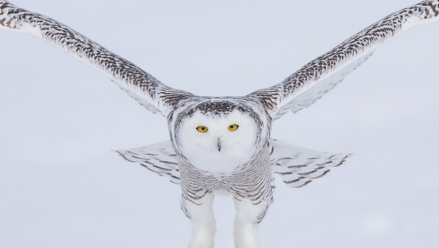 Project SNOWstorm - Snowy Owl migration research