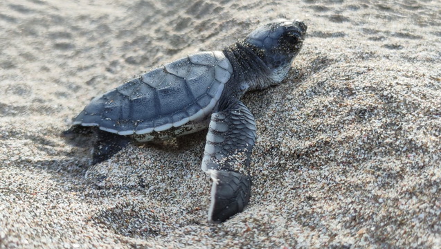 Protecting sea turtles in Puerto Cayo, Ecuador