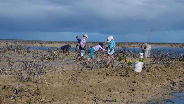 EARTHCARE Water Cay Mangrove Restoration Project