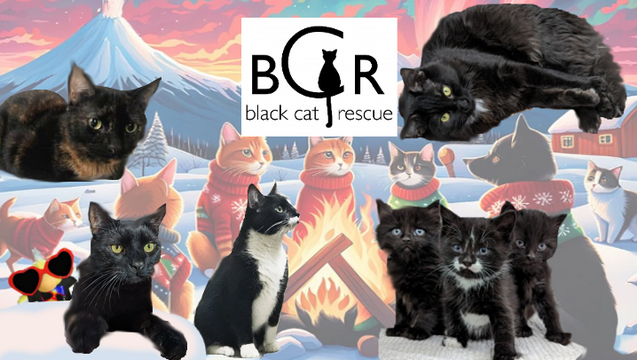 Black Cat Rescue #Catmaseve