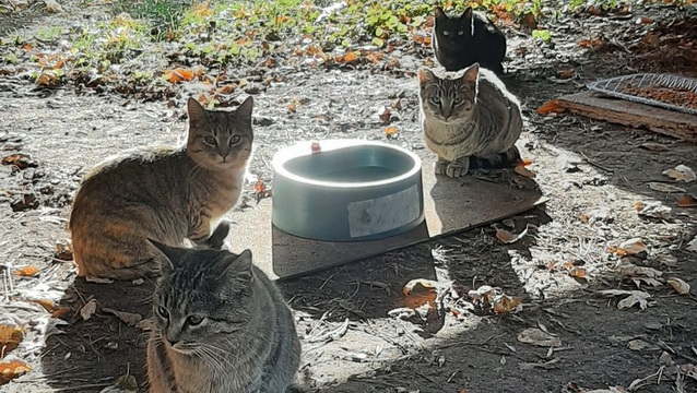 Help the 23 kitties at the Andover Cat Colony!