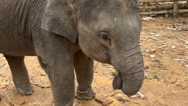 Help rescue Tofu (Baby Elephant) from the chains