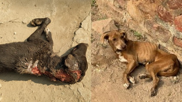 Help Dogs in India!