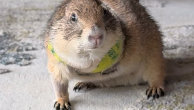 Paxton the Prairie Dog medical bills and care