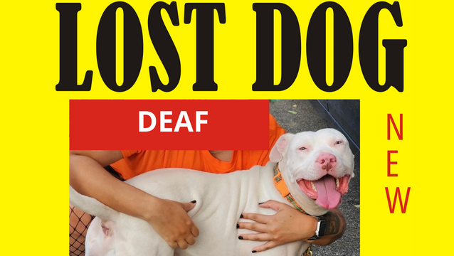 Help us Find Takito, Missing Deaf Rescue Dog!