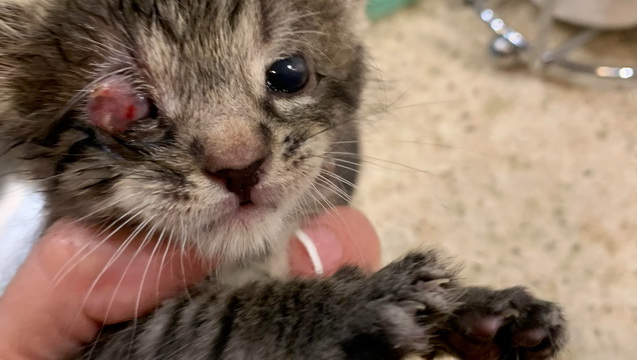 Cure malformed eyes in 5 kittens, GRAPHIC pic!