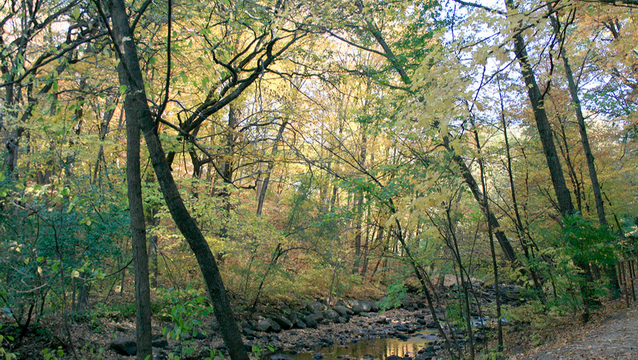 Restore the Nine - 9 Mile Creek, Bloomington, MN