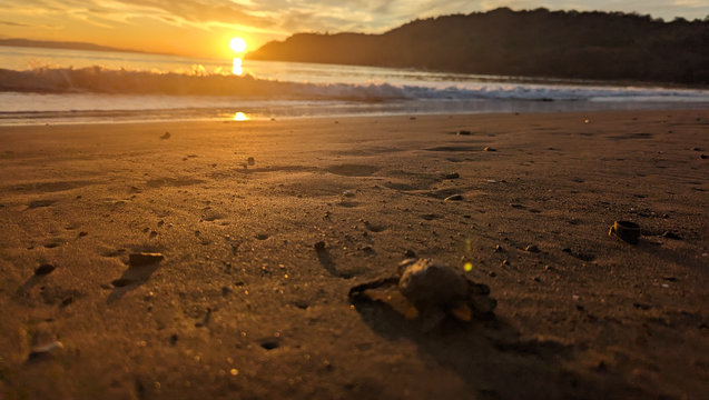 Tambor Bay Turtles needs a Ride!