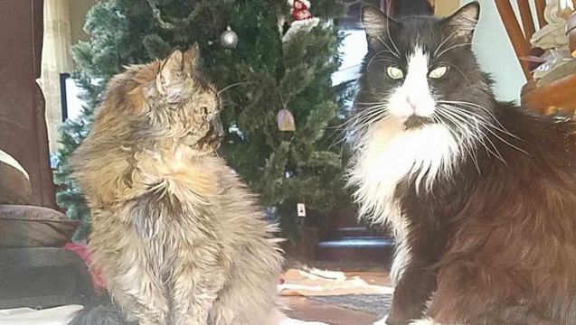 Sylvester-Romeo &amp; Mia Final Medical expenses