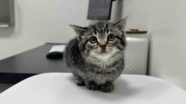 Kitten Medical Fund