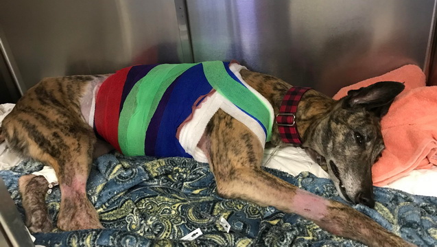 Greyhound Kate&s Chylothorax Journey