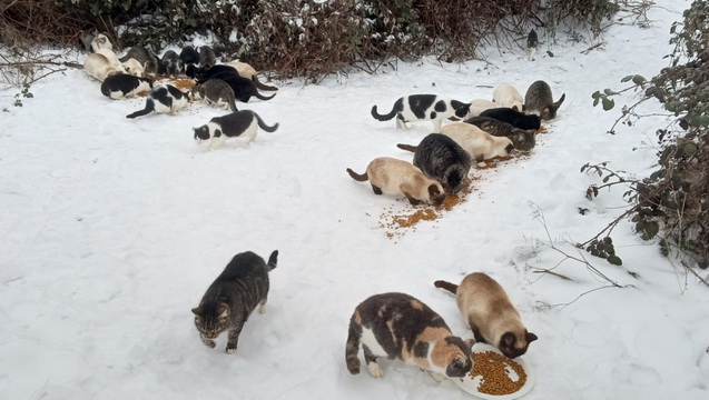 Feral Cat Colony in Walla Walla
