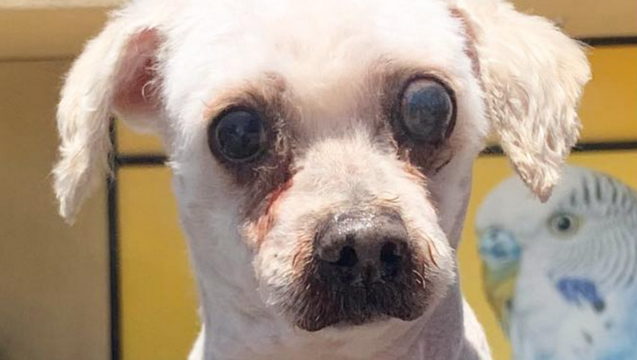 Help Benji Get His Eye Treatment!