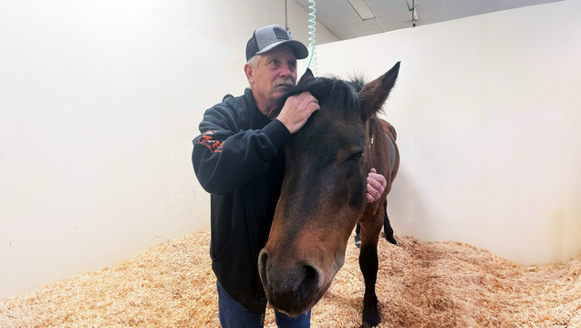 Help Dino the Mustang Survive His Traumatic Injury