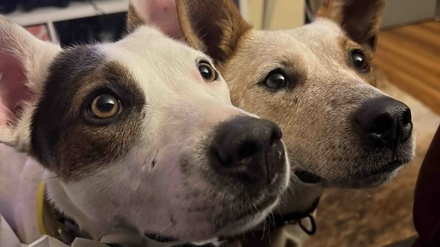 Help these two sweet pups!