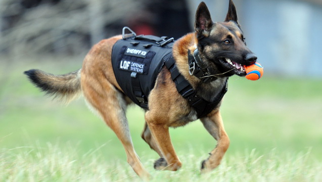 Help working dogs be protected on the job.