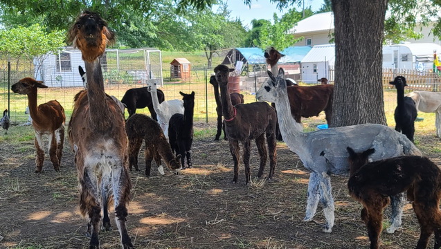 Johnson-Schenk Alpaca Farm &amp; Rescue