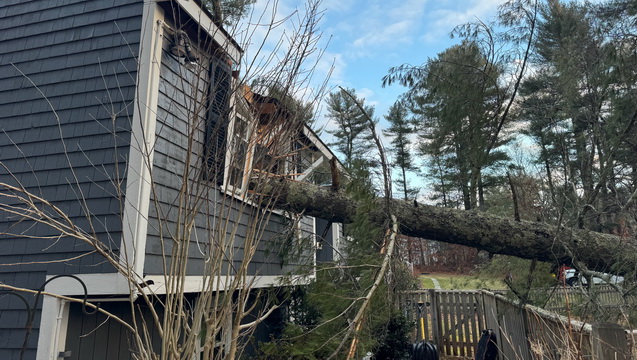 Family Emergency: Tree Falls on Home