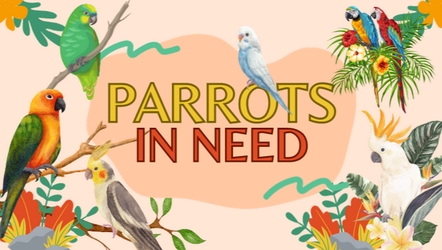 Parrots in need of rehoming and special care.