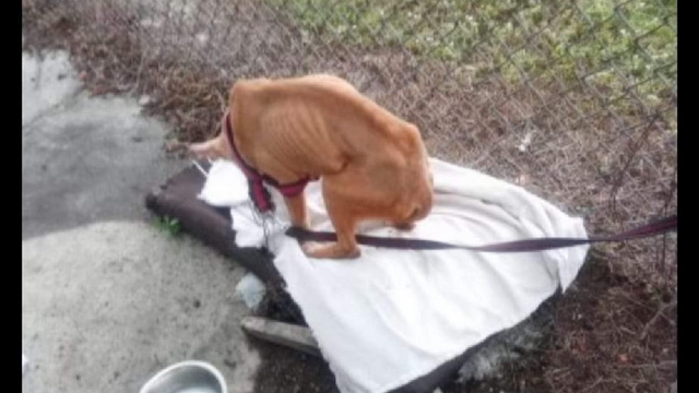 &quot;Pearl&quot; - abandoned and starved dog tied to pole