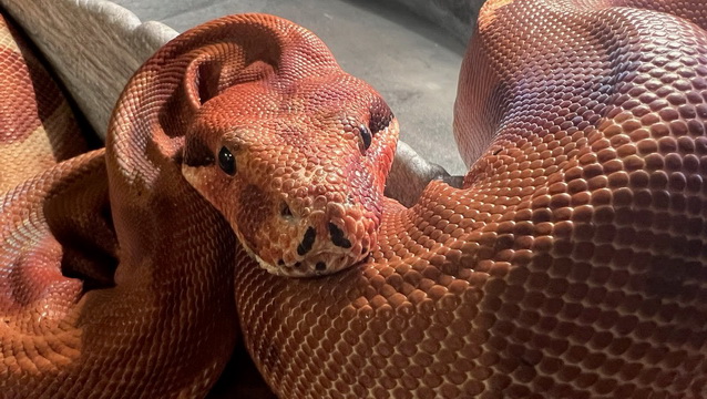 Roxy the boa needs your help!