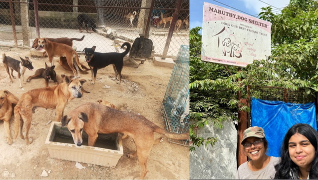 Upgrade the structures at Maruthy Dog shelter