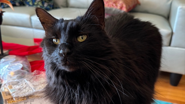 Help to fund Salem’s vet bill, anything will help