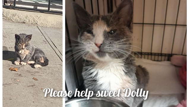 Help Dolly not lose her eyesight!