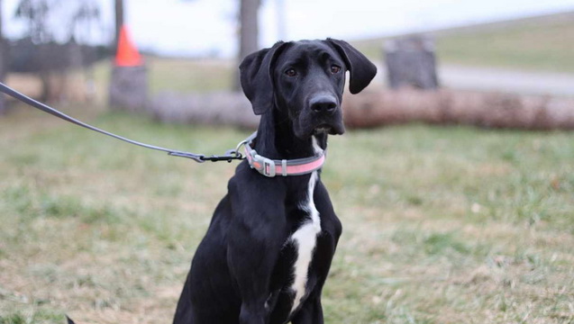 Bailey the Great Dane