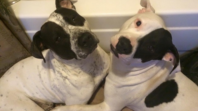 Help Bane &amp; Harvey with Expenses After Shooting